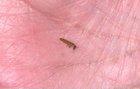 Preview thumbnail for Is this a termite?