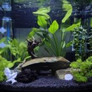 Preview thumbnail for My shrimp and oto tank