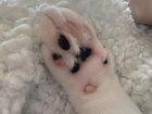 Preview thumbnail for Cat’s paw fur turning pink
