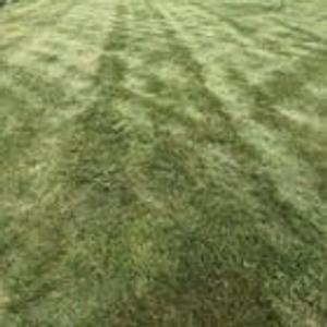 Preview thumbnail for Why can I get decent stripes? Ive been working for over a year doing everything I can to make this lawn look better but I’m not sure what else to do.