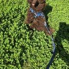 Preview thumbnail for Just a beautiful photo of my choc toy in the park