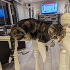 Preview thumbnail for My cat likes to hang (literally)