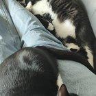 Preview thumbnail for Sleepy black kitties 😻