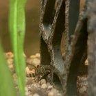 Preview thumbnail for Clown Plecos, do they look healthy?