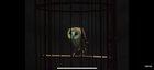 Preview thumbnail for No K-dot, don’t do the owl in a cage.