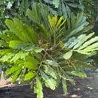 Preview thumbnail for What kind of tree is this?