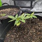 Preview thumbnail for First grow new soil.. Nitrogen issue?