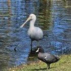 Preview thumbnail for Spoonbill and coot