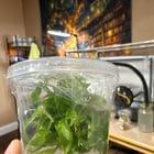 Preview thumbnail for I’ve been experimenting with tissue culture at home and just wanted to show off my babies.