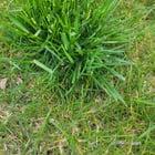 Preview thumbnail for Is this weed or crab grass i overseeded in fall and i have bunch like this all over lawn [Western PA, zone 6B]