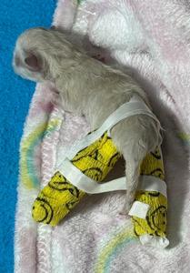 Preview thumbnail for Hi everyone, here’s a quick update on the kitten who was born with his legs facing backward