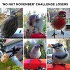 Preview thumbnail for 'No nut November' is hard (OC)