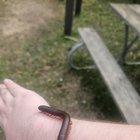 Preview thumbnail for Found this little guy at the state park