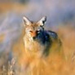 Preview thumbnail for Boy, 10, bitten by coyote while riding bike in Irvine