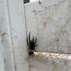 Preview thumbnail for Found on my gate, Adelaide (Northern Suburbs)
