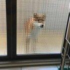Preview thumbnail for PsBattle: this dog behind a glass door