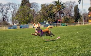 Preview thumbnail for PsBattle: This flying dog.