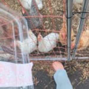 Preview thumbnail for Chickens like the leftovers from the Costco taco kit. 