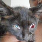 Preview thumbnail for Is the red eye my kitten have natural?