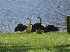 Preview thumbnail for Australasian darter