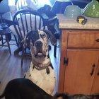 Preview thumbnail for I recently lost my best friend and goodest of girls - Pepper (dane in the back). If possible could someone remove the text bar, words and Snapchat stuff on the bottom. Possibly even clean it up/sharpen it a bit ? This is by far one of my favorite pictures of her and our other dog Cooper. Thank you